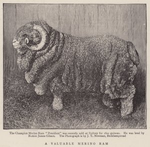 Un Valioso Carnero Merino (grabado) de English School