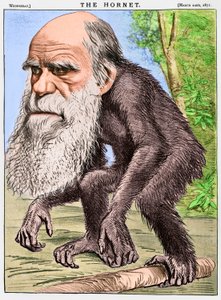 "A Venerable Orang-outang", caricatura de Charles Darwin como simio de English School