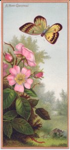 Tarjeta de Navidad Victoriana que muestra una mariposa y un arbusto de rosas silvestres, c.1880