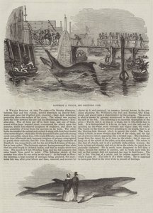 Una especie de ballena en el Támesis (grabado)
