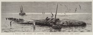 Una ballena en la costa de Edkou, cerca de Alejandría, "Allá va"