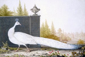 Un pavo real blanco