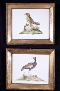 Un pájaro carpintero y un urogallo, c.1800