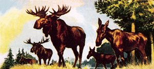 Una manada de alces