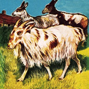 Una manada o tribu de cabras de English School