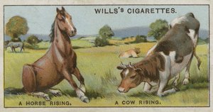 Un caballo levantándose y una vaca levantándose