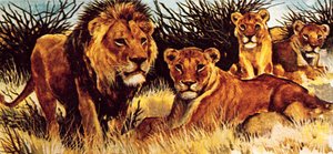 Una manada de leones