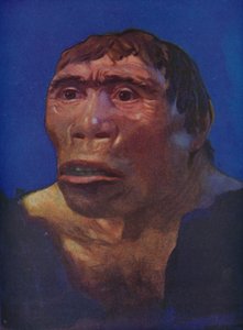 Una reconstrucción del Hombre de Java de English School