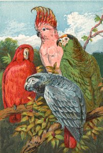 Un loro rojo, gris y verde, y una cacatúa