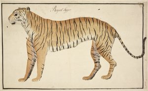 Un tigre real de la colección de Serfagee of Tanjore.
