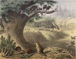Una escena en el norte de Canadá, el mapache, el castor, pavos salvajes, el alce, la paloma migratoria de English School
