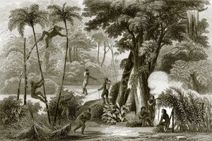 Una escena en el bosque brasileño de English School