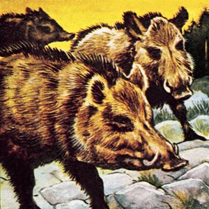 Una piara de jabalíes