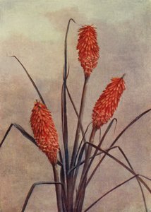 Una espléndida flor antorcha, Kniphofia Corallina Superba (litografía en color)
