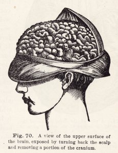 Vista de la superficie superior del cerebro, expuesta al retroceder el cuero cabelludo y remover una porción del cráneo (grabado) de English School