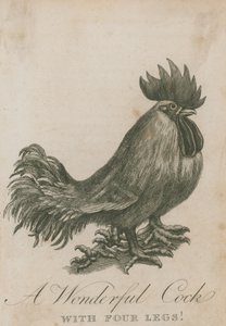 Un gallo maravilloso con cuatro patas de English School