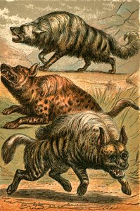 Lobo de tierra, hiena manchada y hiena rayada de English School