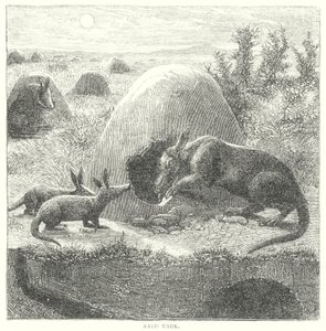 Aardvark (grabado) de English School