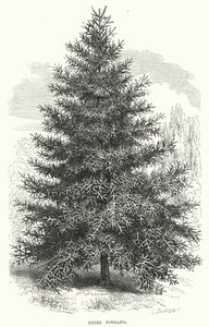 Abies Pinsapo (grabado) de English School