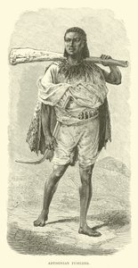 Fusilero abisinio de English School