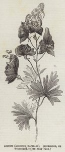 Aconito (Aconitum Napellus), acónito o matalobos