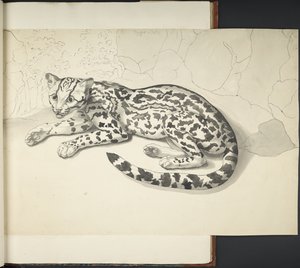 Añadir MS 11807 f.9 Tyger Cat, de 