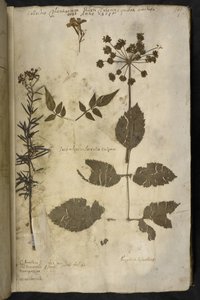 Agregar MS 78334 f.3r Espécimen de planta seca con explicación, de 