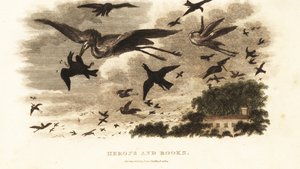 Batalla aérea entre garzas y grajos por derechos de anidación cerca de la casa de Daniel Wilson, Dallam Tower, Westmorland