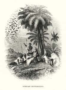 Mariposas Africanas