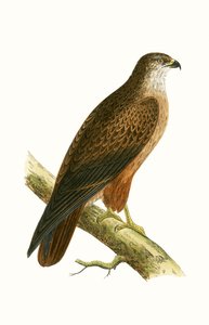 Ratonero africano, ilustración de 