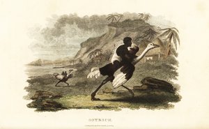 Hombres y niños africanos montando avestruces domesticadas en una fábrica francesa cerca de Podor, Senegal
