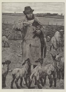 Escenas agrícolas, marzo, alimentando corderos