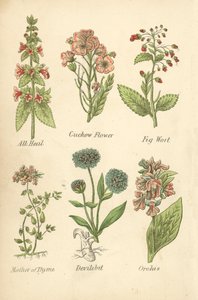 All Heal, Cuckow Flower, Fig Wort, Mother of Thyme, Devilsbit, Orchis (litografía en color) de English School