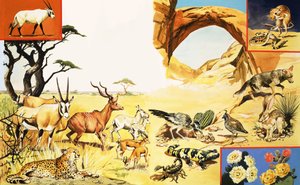 Todo tipo de criaturas del desierto