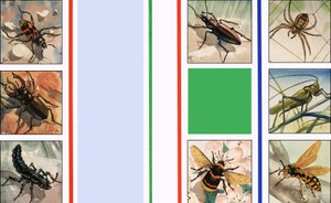 Todo tipo de insectos de English School