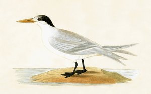 Charrán aliado, ilustración de 