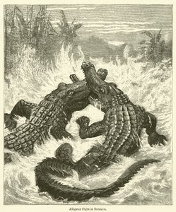 Pelea de caimanes en Sumatra