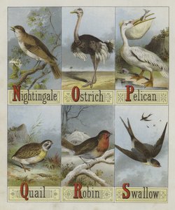 Alfabeto de Pájaros de English School