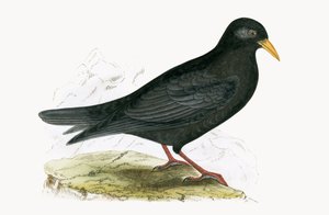 Chova alpina, ilustración de 