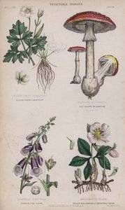 Ranúnculo blanco alpino; Seta marrón voladora; Dedalera púrpura; Hellebore negro o rosa de Navidad de English School