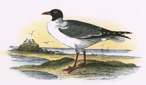 Gaviota Riente Americana de English School