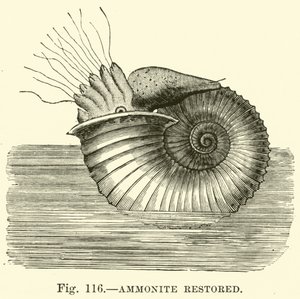 Ammonite restaurado de English School