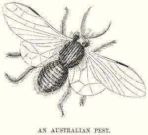 Una plaga australiana (grabado)