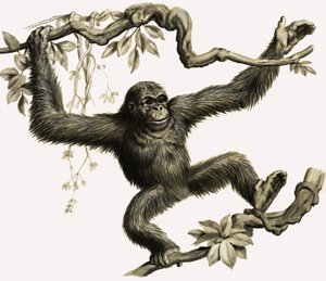 Un orangután de English School
