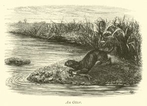 Una nutria de English School