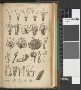 Una introducción a la botánica, que contiene una explicación de la teoría de esa ciencia y una interpretación de sus términos técnicos, extraídos de las obras de Linnæus...