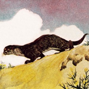 Una nutria de English School