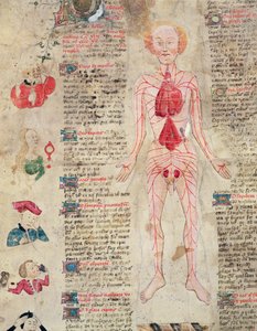 Diagrama anatómico, de De arte phisicali e de cirugia por John Arderne, 1412