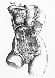 Estudio anatómico del cuerpo humano femenino de English School