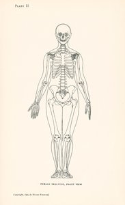 Anatomía: Esqueleto femenino, vista frontal (litografía)